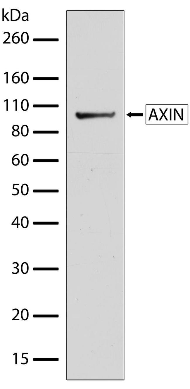Western blot - Anti-Axin1 antibody [RP23040044] (AB308015), expandable thumbnail