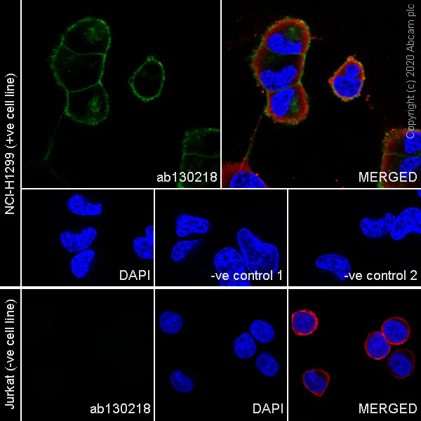 Immunocytochemistry/ Immunofluorescence - Anti-Axl antibody [7E10] - BSA and Azide free (AB264492)
