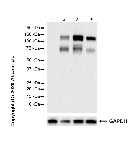 Western blot - Anti-Axl antibody [7E10] - BSA and Azide free (AB264492)