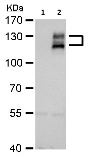 Western blot - Anti-Axl antibody (AB226927), expandable thumbnail