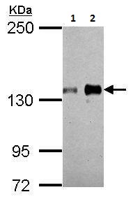Western blot - Anti-Axl antibody (AB226927), expandable thumbnail