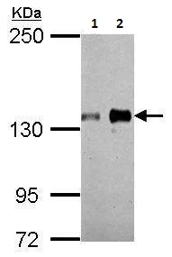 Western blot - Anti-Axl antibody (AB226927)