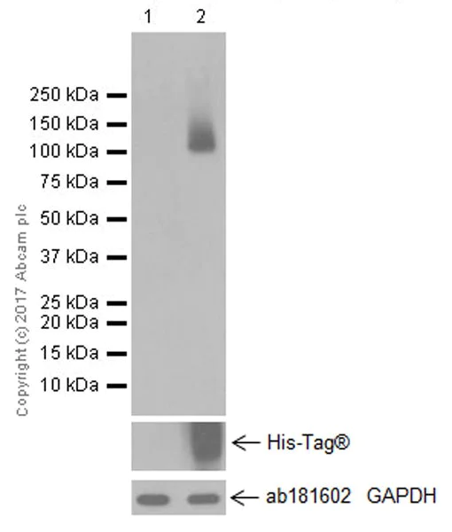 Western blot - Anti-Axl antibody [EPR19880] (AB219651)