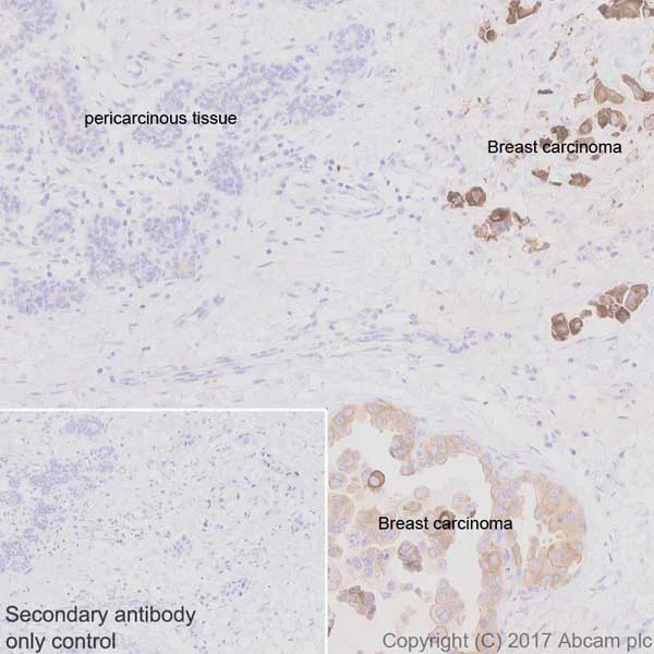 Immunohistochemistry (Formalin/PFA-fixed paraffin-embedded sections) - Anti-Axl antibody [EPR19880] - BSA and Azide free (AB240396)