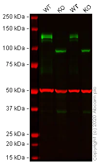 Western blot - Anti-Axl antibody [EPR21107] (AB215205)