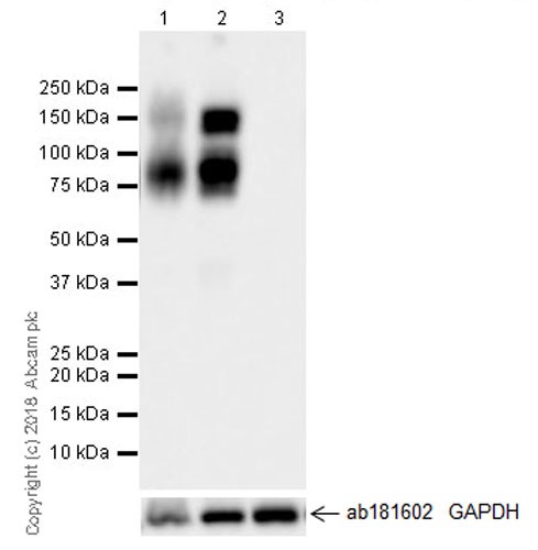 Western blot - Anti-Axl antibody [EPR21107] - BSA and Azide free (AB234258), expandable thumbnail