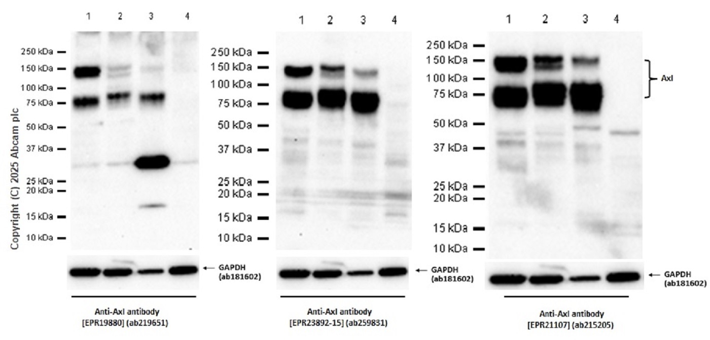 Western blot - Anti-Axl antibody [EPR21107] - BSA and Azide free (AB234258), expandable thumbnail