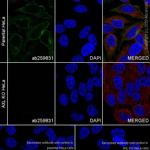 Immunocytochemistry/ Immunofluorescence - Anti-Axl antibody [EPR23892-15] - BSA and Azide free (AB278106)