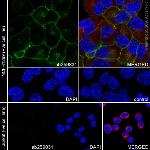 Immunocytochemistry/ Immunofluorescence - Anti-Axl antibody [EPR23892-15] - BSA and Azide free (AB278106)