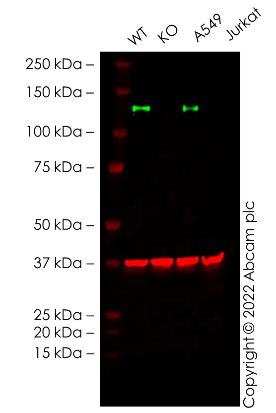 Western blot - Anti-Axl antibody [EPR23892-15] - BSA and Azide free (AB278106)