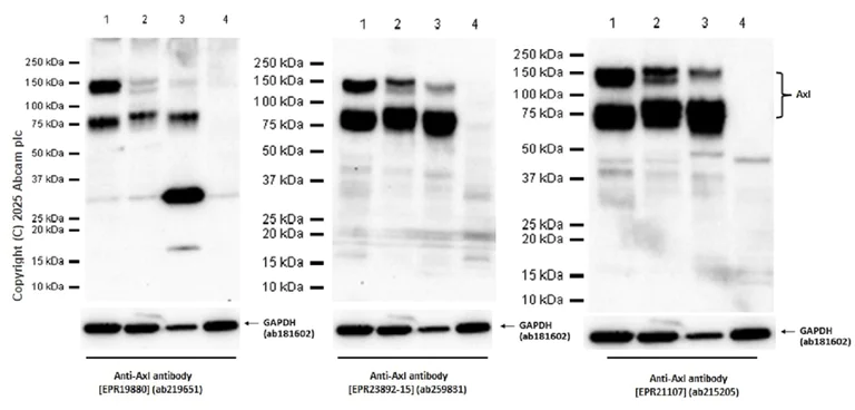 Western blot - Anti-Axl antibody [EPR23892-15] - BSA and Azide free (AB278106)