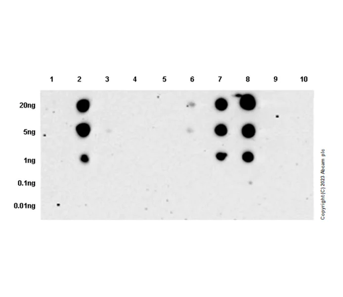 Dot Blot - Anti-AXL (phospho Y702) + MERTK (phospho Y753) + TYRO3 (phospho Y685) antibody [EPR26140-66] (AB302718)