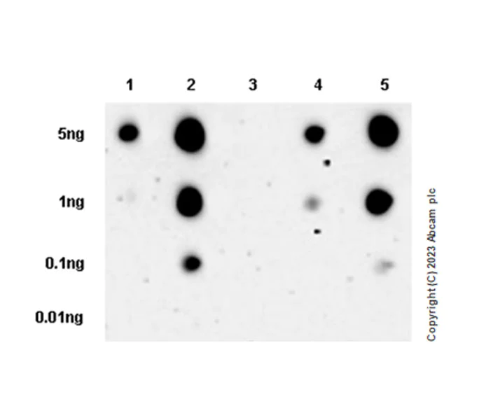 Dot Blot - Anti-AXL (phospho Y702) + MERTK (phospho Y753) + TYRO3 (phospho Y685) antibody [EPR26140-66] (AB302718)