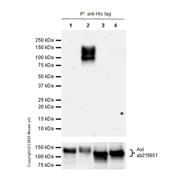 Western blot - Anti-AXL (pY702) + MERTK (pY753) + TYRO3 (pY685) antibody [EPR26140-66] - BSA and Azide free (AB302719)
