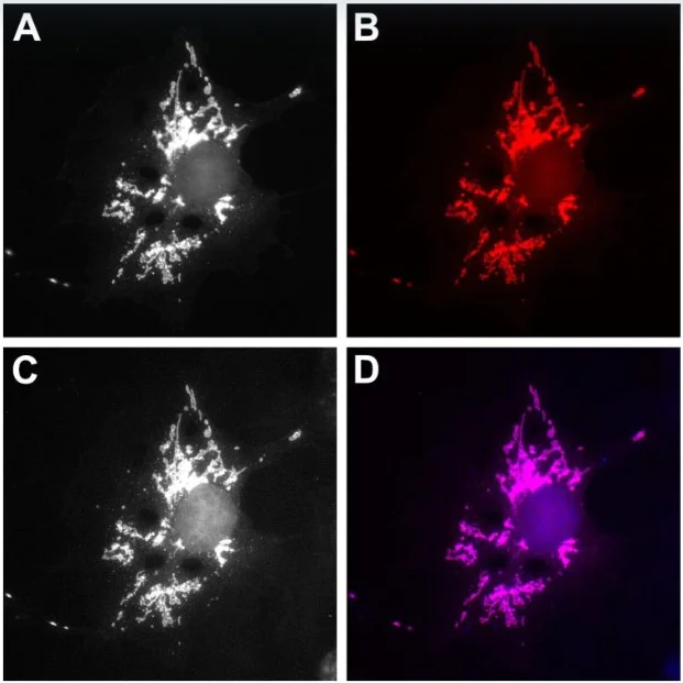 Immunocytochemistry/ Immunofluorescence - AZdye 568 Anti-GFP VHH antibody [1H1 / 1B2] (AB325280)