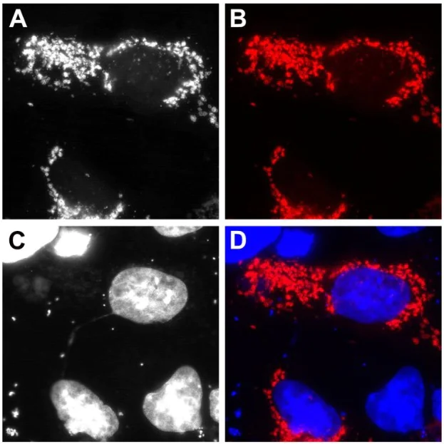 Immunocytochemistry/ Immunofluorescence - AZdye 568 Anti-mEOS VHH antibody [1E8] (AB325301)