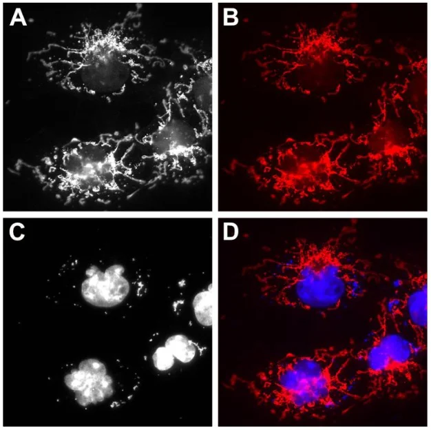 Immunocytochemistry/ Immunofluorescence - AZdye 568 Anti-mNeonGreen antibody [1E2] - FluoTag®-X2 (AB325303)