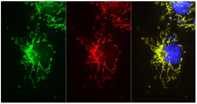Immunocytochemistry/ Immunofluorescence - AZdye 568 Anti-mNeonGreen VHH antibody [1E2] (AB325303)