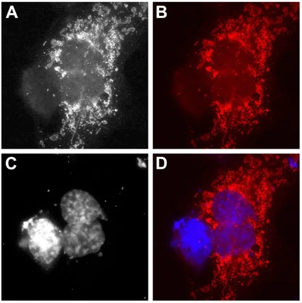 Immunocytochemistry/ Immunofluorescence - AZdye 568 Anti-mRuby VHH antibody [1F8] (AB325306)