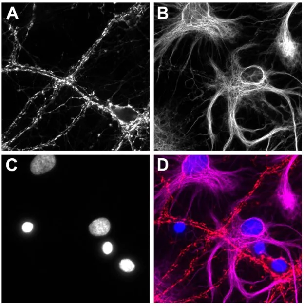 Immunocytochemistry/ Immunofluorescence - AZdye 568 Anti-Syt1 VHH antibody [7D5] (AB325289)