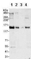 Western blot - Anti-AZI1 antibody (AB99379)