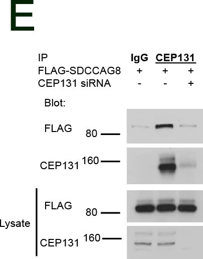 Western blot - Anti-AZI1 antibody (AB99379)