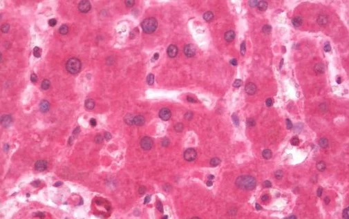 Immunohistochemistry (Formalin/PFA-fixed paraffin-embedded sections) - Anti-AZIN2 antibody (AB192771)