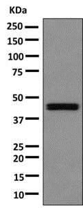 Western blot - Anti-AZIN2 antibody [EPR7124(2)] - BSA and Azide free (AB249316)