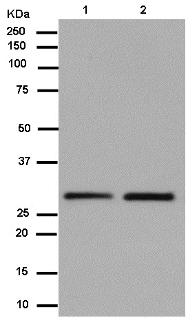 Western blot - Anti-Azurocidin antibody [EPR9503] - BSA and Azide free (AB250556), expandable thumbnail