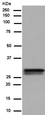 Western blot - Anti-Azurocidin antibody [EPR9503] - BSA and Azide free (AB250556), expandable thumbnail