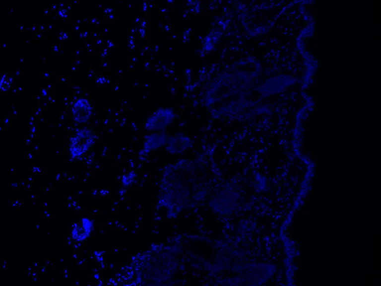 Immunofluorescence - B-CHP Collagen Hybridizing Peptide - Biotin Conjugate - Scrambled Control (AB325719)