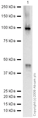Western blot - Anti-B MyB antibody (AB12296)