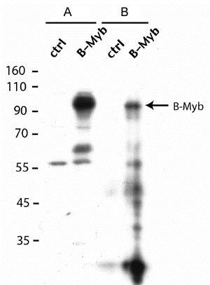 Western blot - Anti-B MyB antibody (AB12296)
