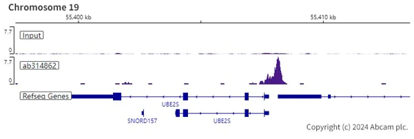 ChIP-sequencing - Anti-B MyB antibody [EPR26321-89] - BSA and Azide free (AB314863)