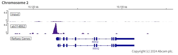 ChIP-sequencing - Anti-B MyB antibody [EPR26321-89] - BSA and Azide free (AB314863)
