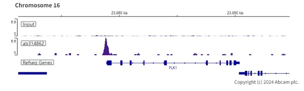 ChIP-sequencing - Anti-B MyB antibody [EPR26321-89] - BSA and Azide free (AB314863)