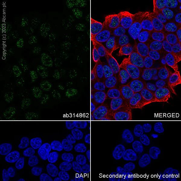 Immunocytochemistry/ Immunofluorescence - Anti-B MyB antibody [EPR26321-89] - BSA and Azide free (AB314863)