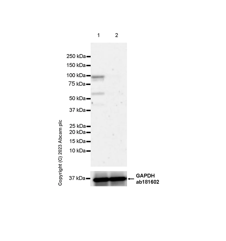 Western blot - Anti-B MyB antibody [EPR26321-89] - BSA and Azide free (AB314863)