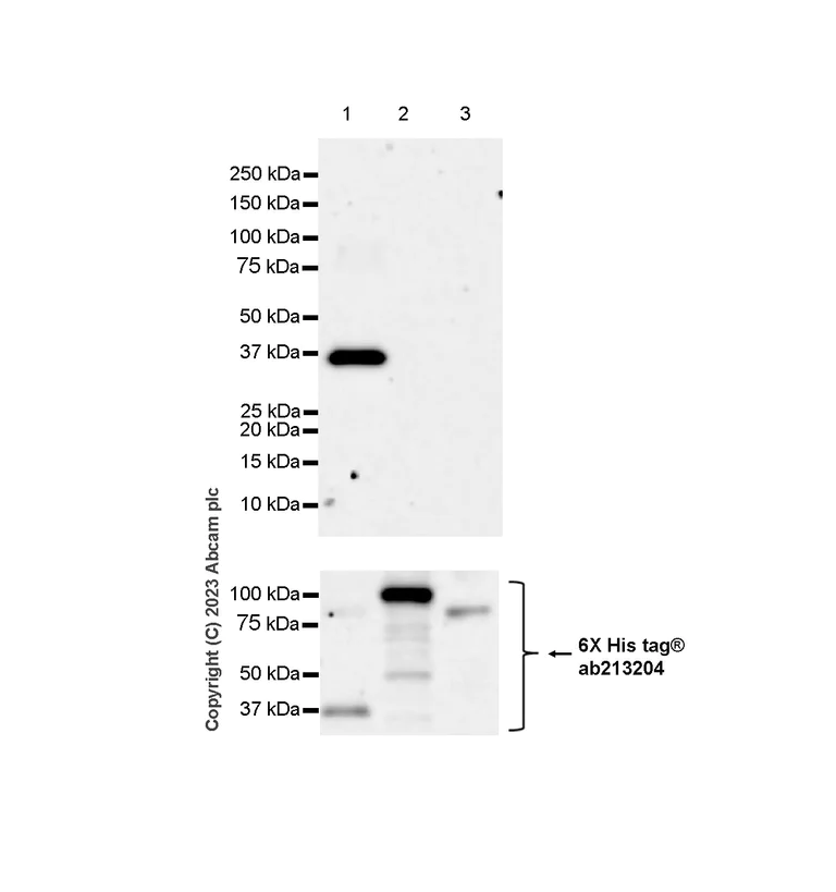 Western blot - Anti-B MyB antibody [EPR26321-89] - BSA and Azide free (AB314863)