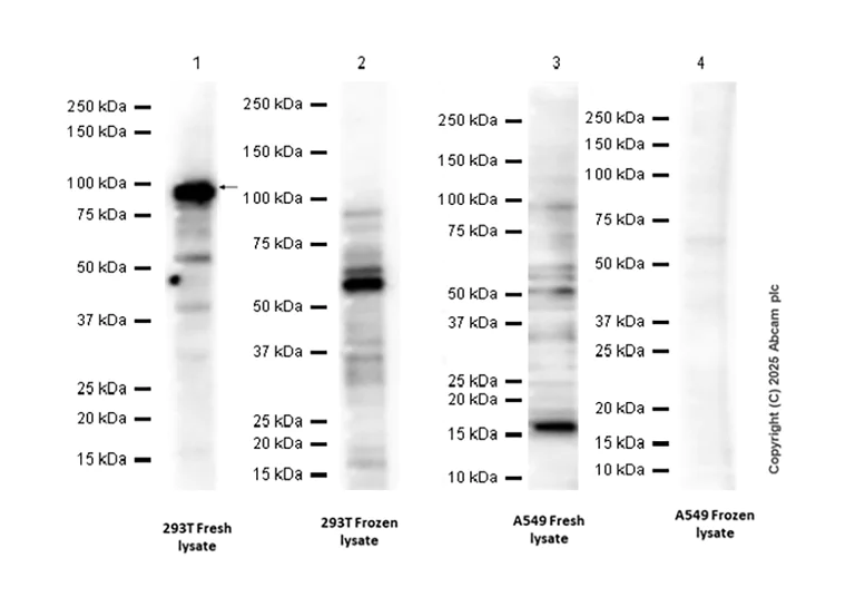 Western blot - Anti-B MyB antibody [EPR26321-89] - BSA and Azide free (AB314863)