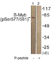 Western blot - Anti-B MyB (phospho S577 + S581) antibody (AB61000)