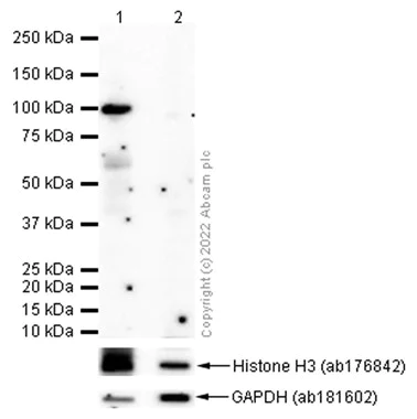 Western blot - Anti-B MyB (phospho T487) antibody [EPR2204Y] (AB76009)
