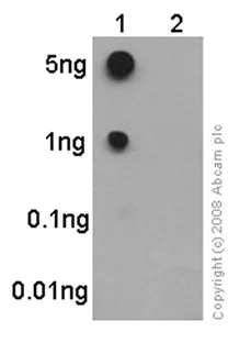 Dot Blot - Anti-B MyB (phospho T487) antibody [EPR2204Y] - BSA and Azide free (AB232521)