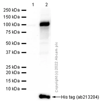 Western blot - Anti-B MyB (phospho T487) antibody [EPR2204Y] - BSA and Azide free (AB232521)