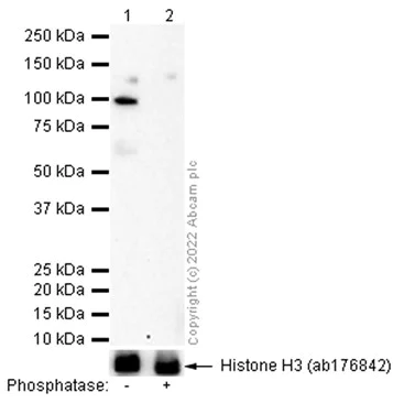 Western blot - Anti-B MyB (phospho T487) antibody [EPR2204Y] - BSA and Azide free (AB232521)