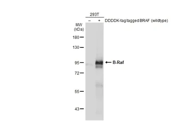 Western blot - Anti-B-Raf antibody [HL1606] (AB308176)