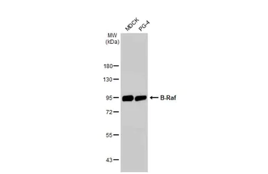 Western blot - Anti-B-Raf antibody [HL1606] (AB308176)