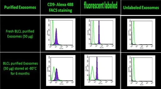 Flow Cytometry - B16F10 Fluorescent Exosome Standard (AB288120)