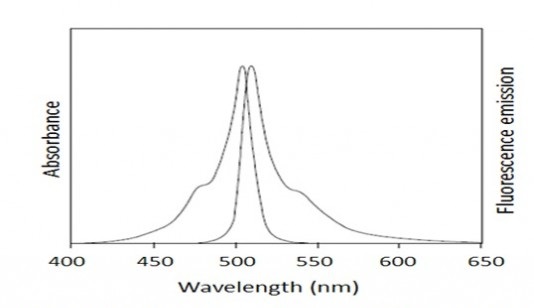 Fluorescence Microscopy - B16F10 Fluorescent Exosome Standard (AB288120), expandable thumbnail