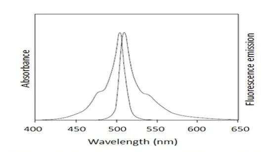 Fluorescence Microscopy - B16F10 Fluorescent Exosome Standard (AB288120)